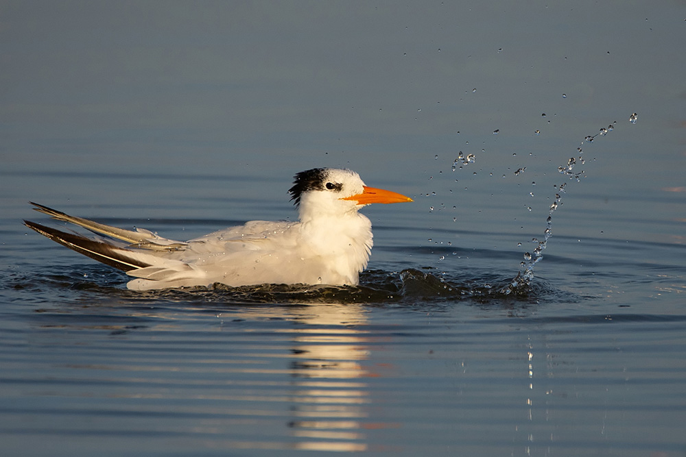 Royal Tern