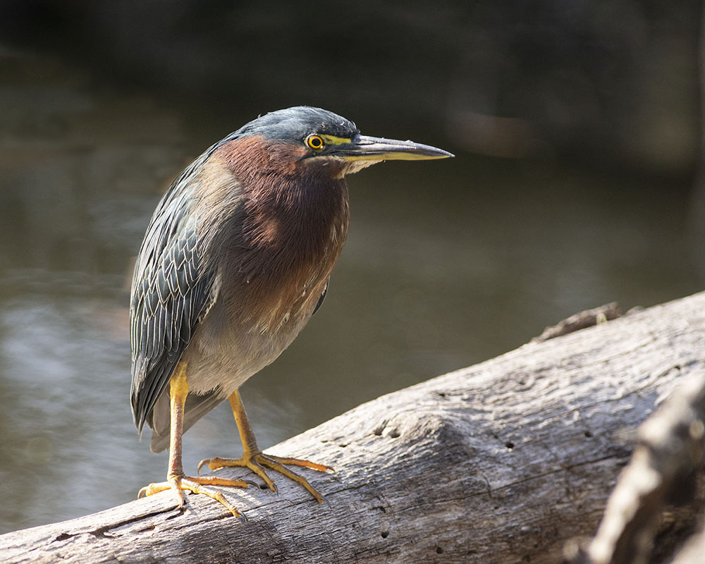 Green Heron