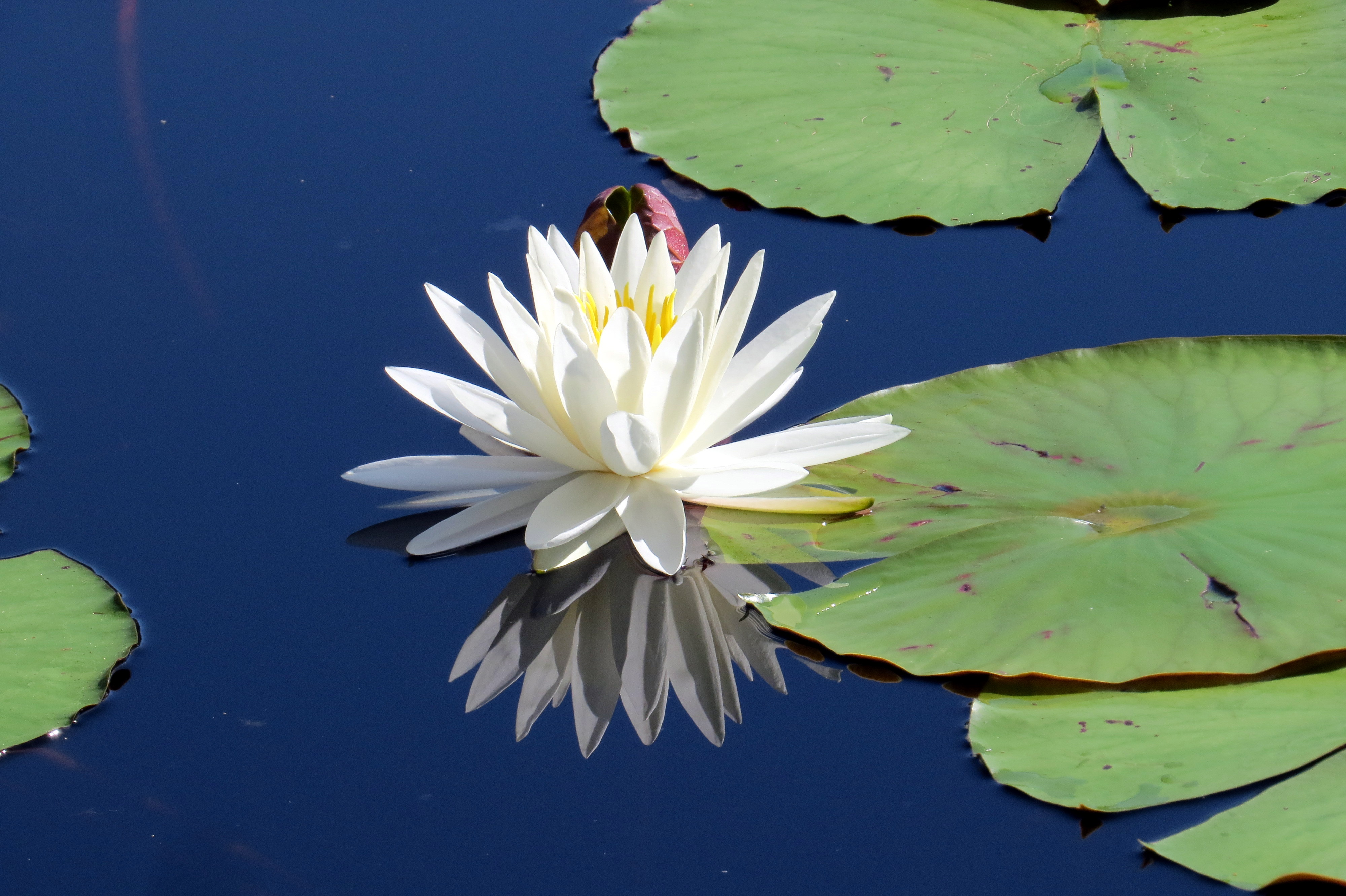 WaterLily