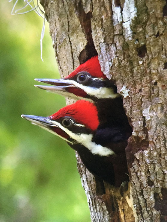 Pileated