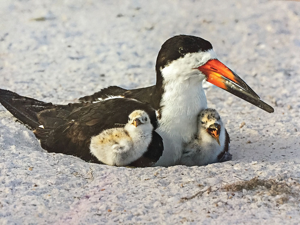 Blackskimmer