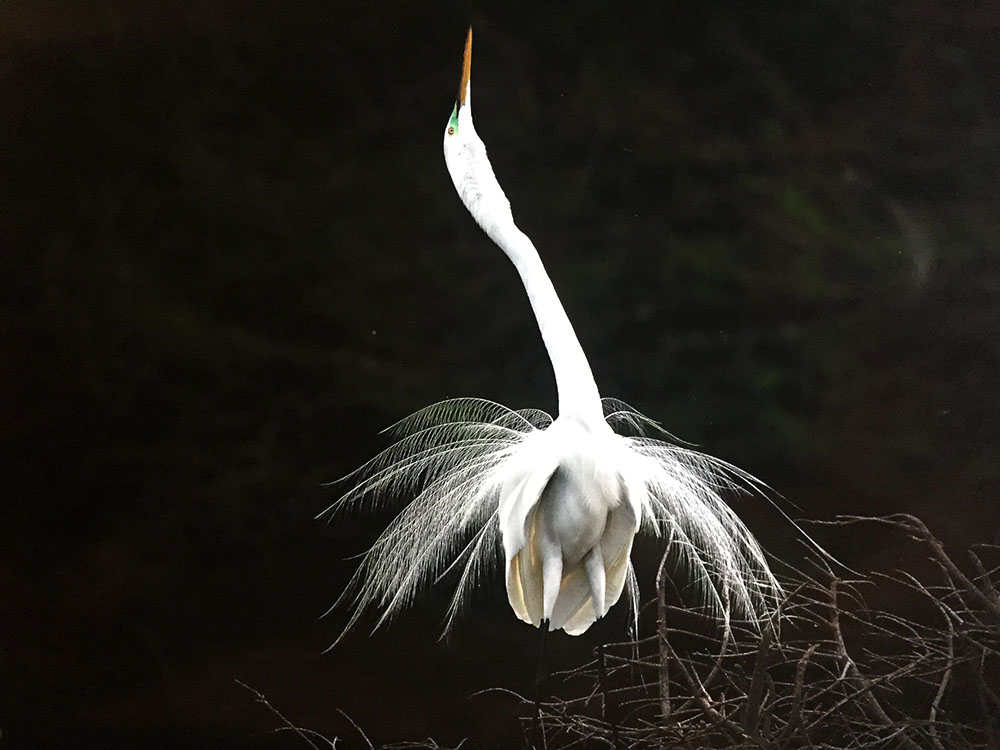 Great Egret