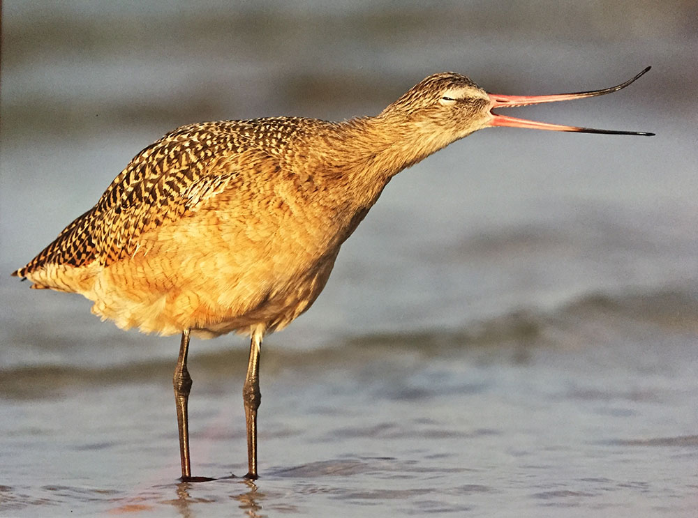 Godwit