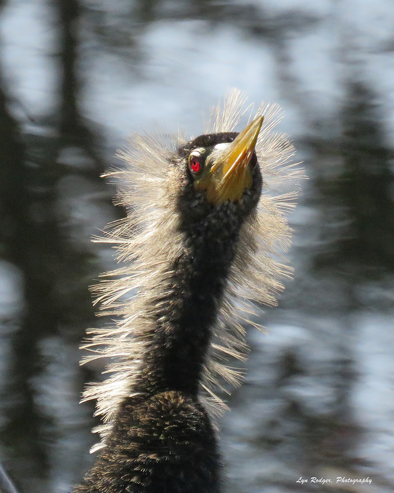 Anhinga