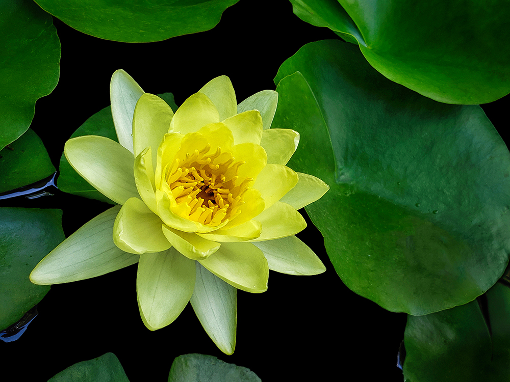 WaterLily