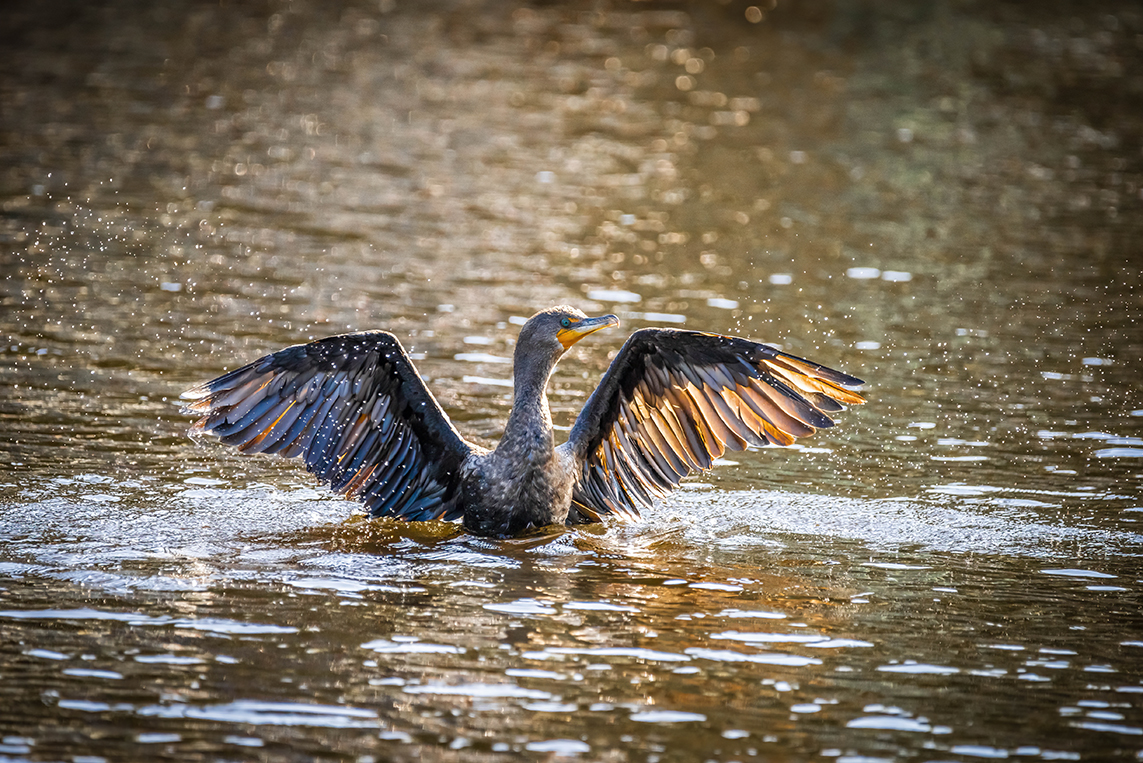 Cormorant