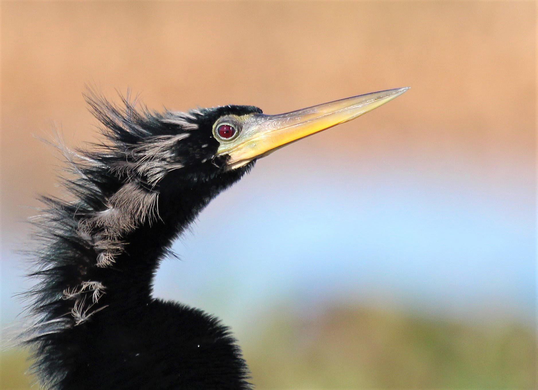 Anhinga