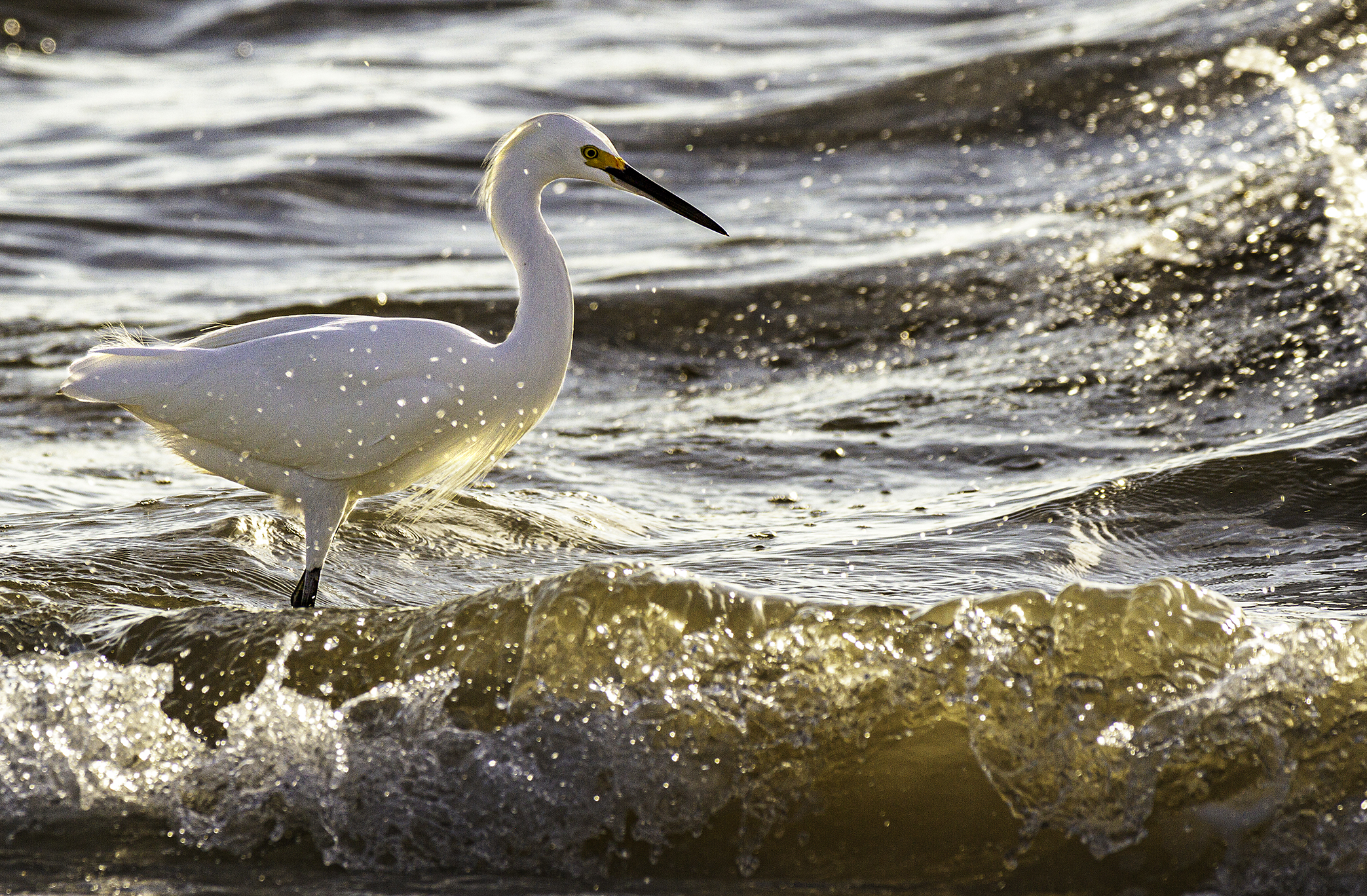 Snowy Egret