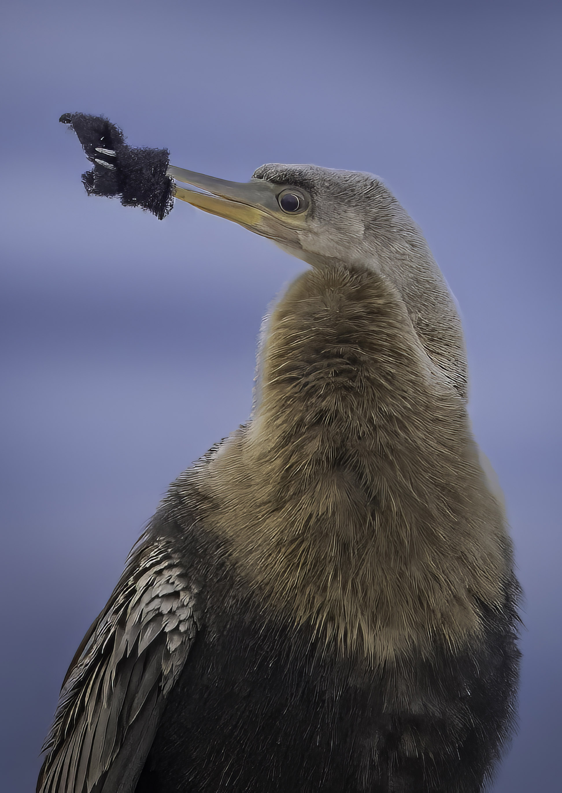 Anhinga