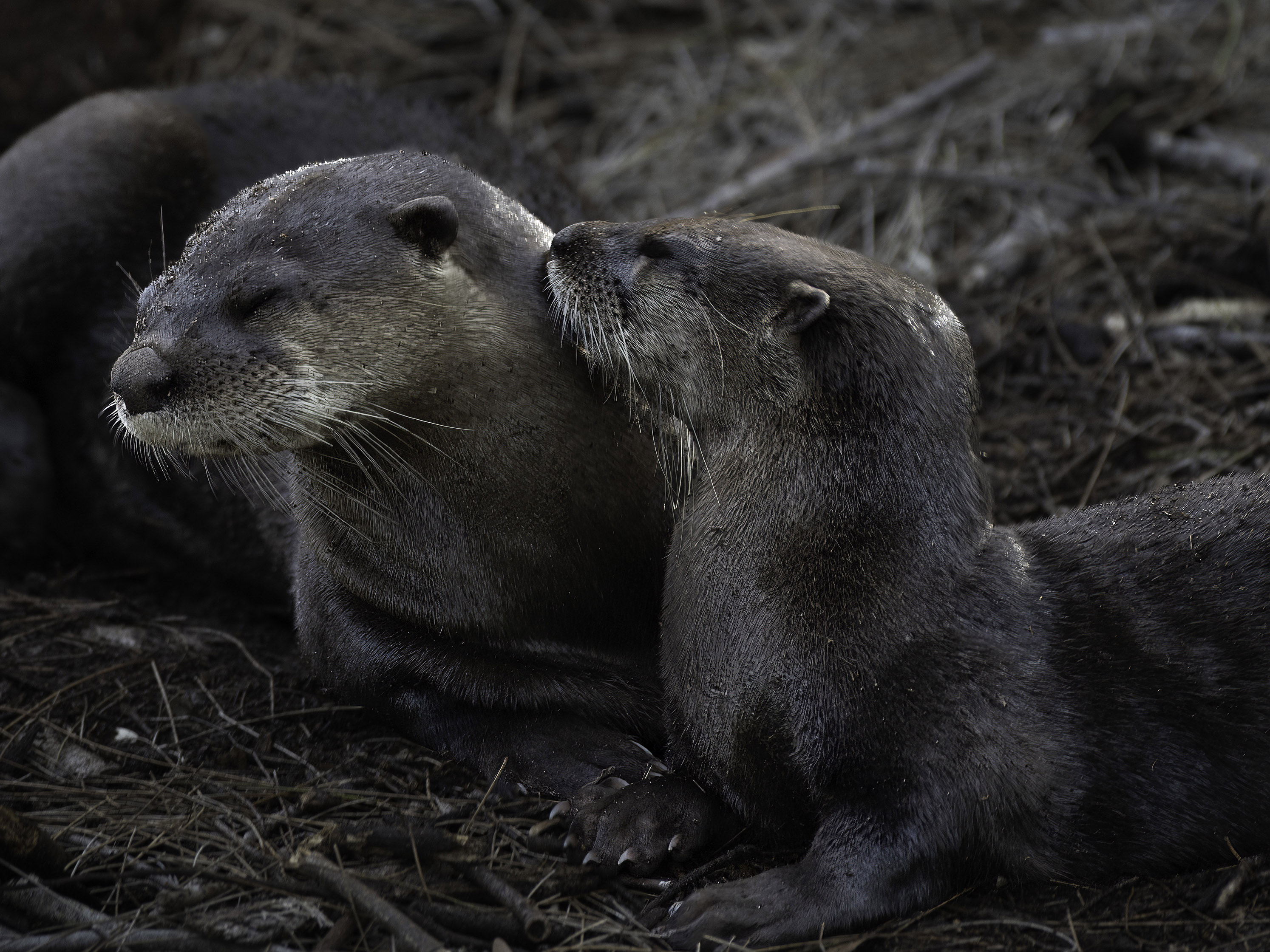 Otters