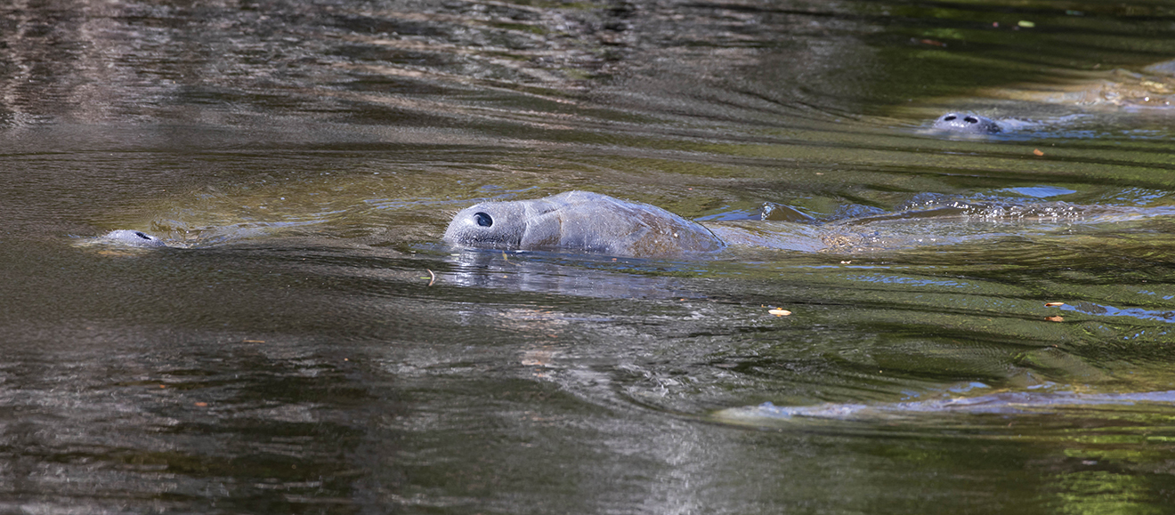 Manatee