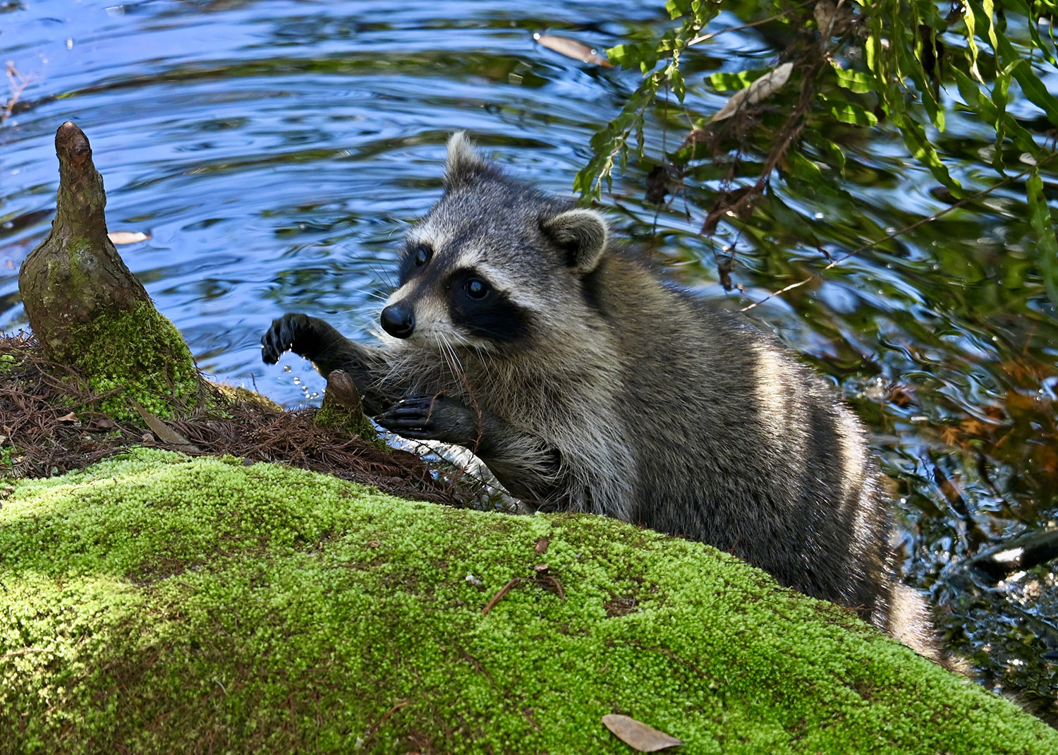 Raccoon