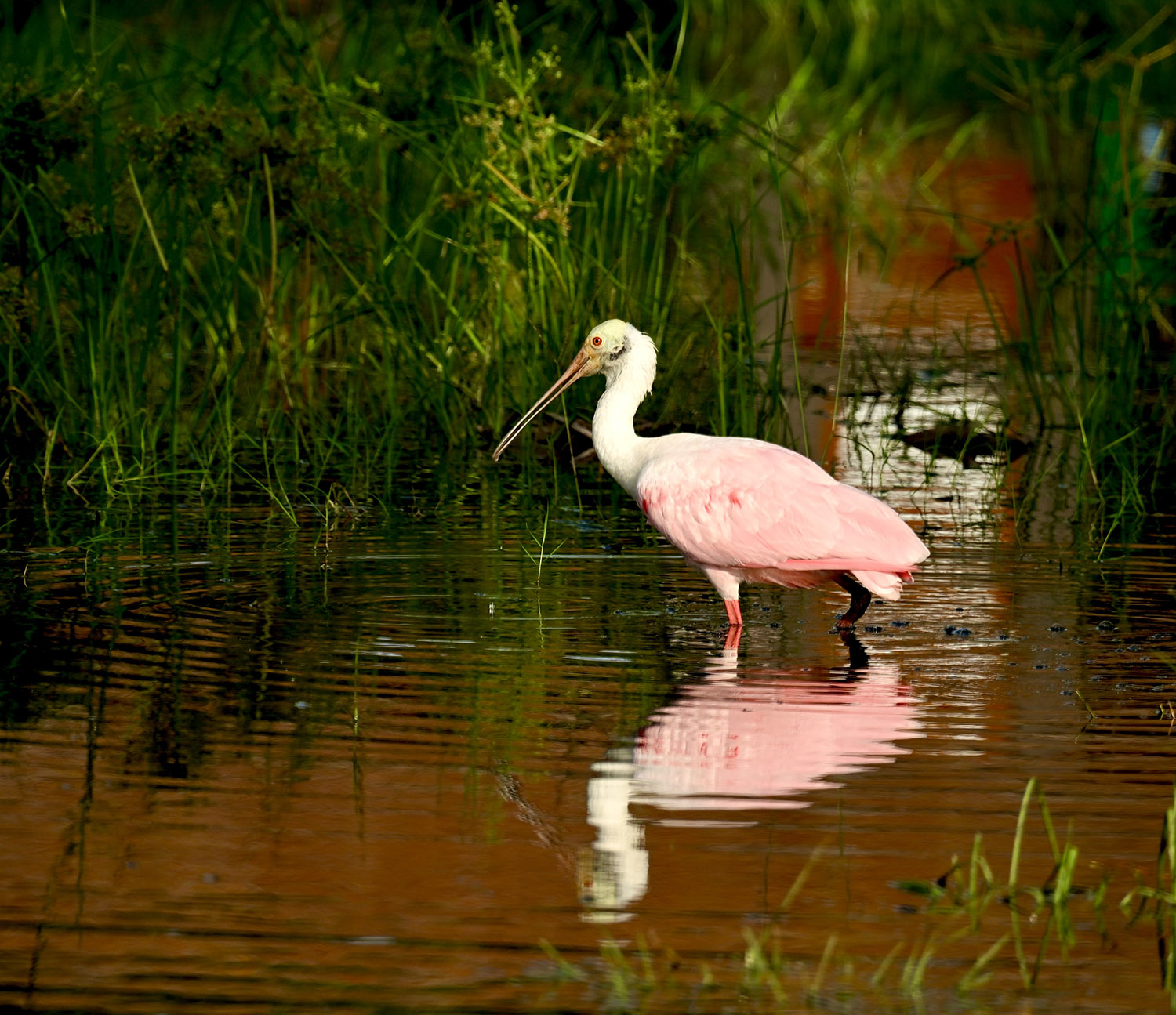 Spoonbill