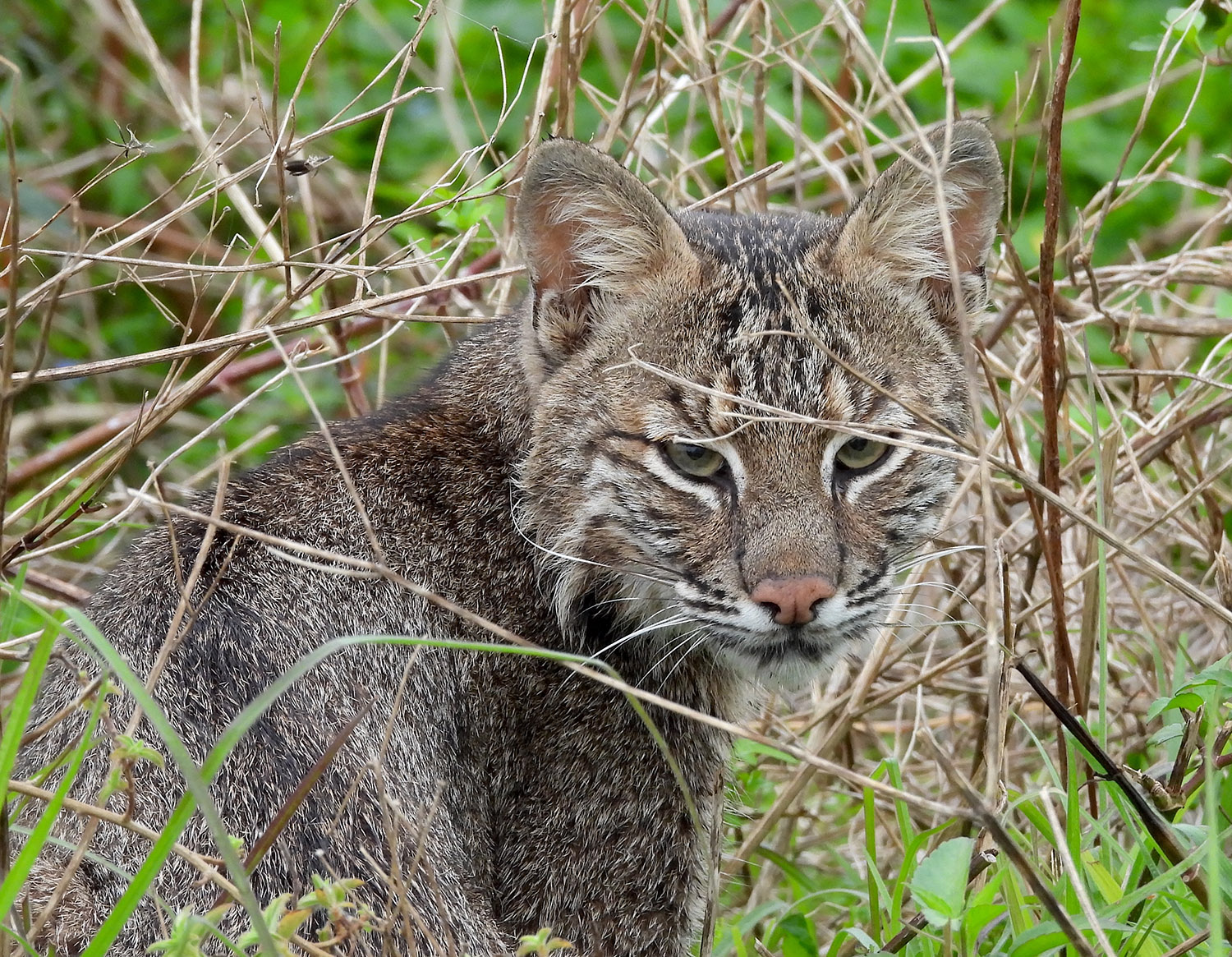 Bobcat