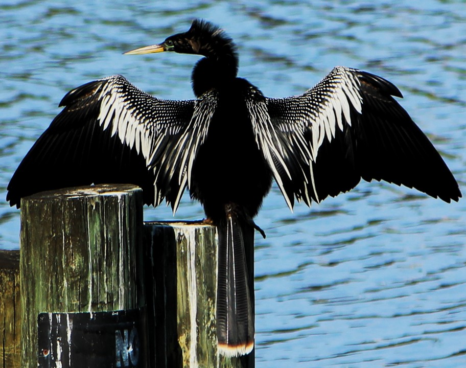 Anhinga