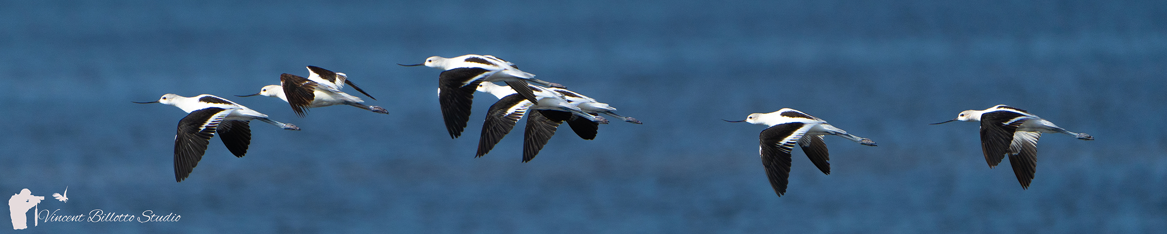 Avocets