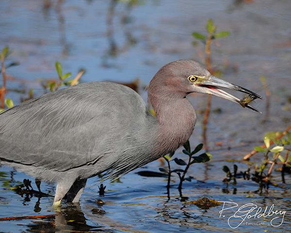 Little Blue Heron