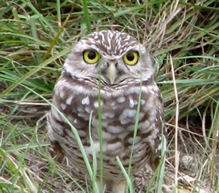 Burrowing Owl