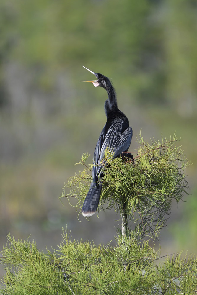 Anhinga