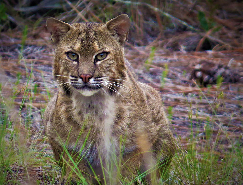 Bobcat