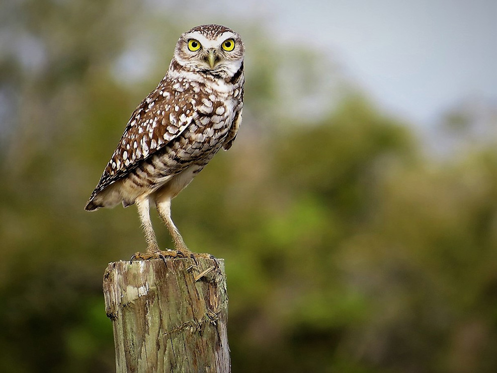 Burrowing Owl