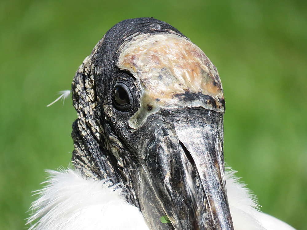 WoodStork
