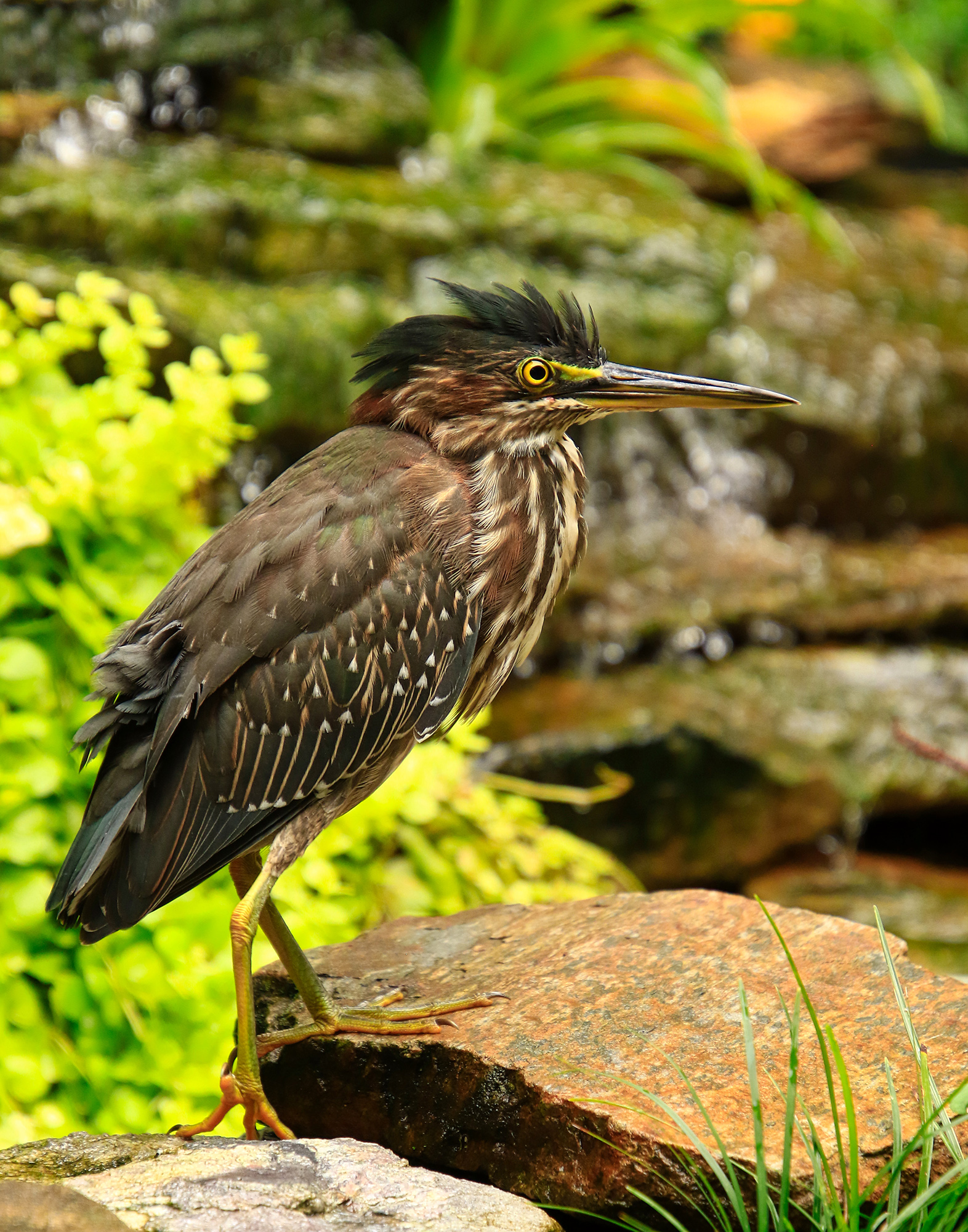 Green Heron