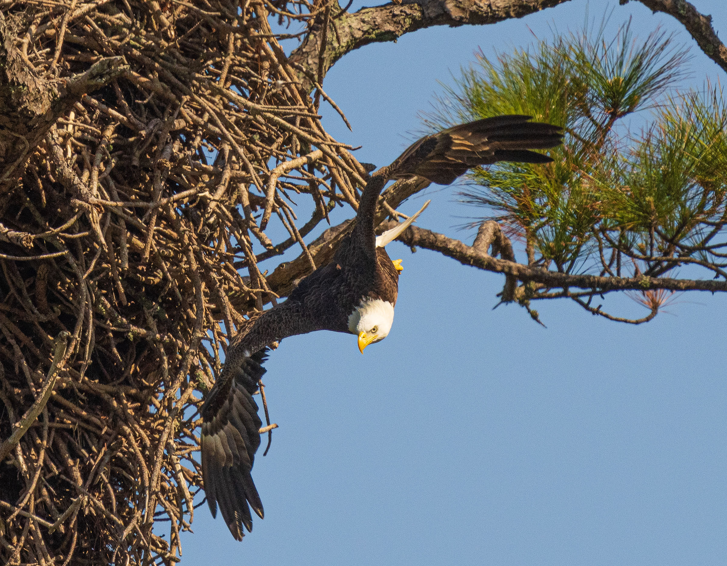 Bald Eagle