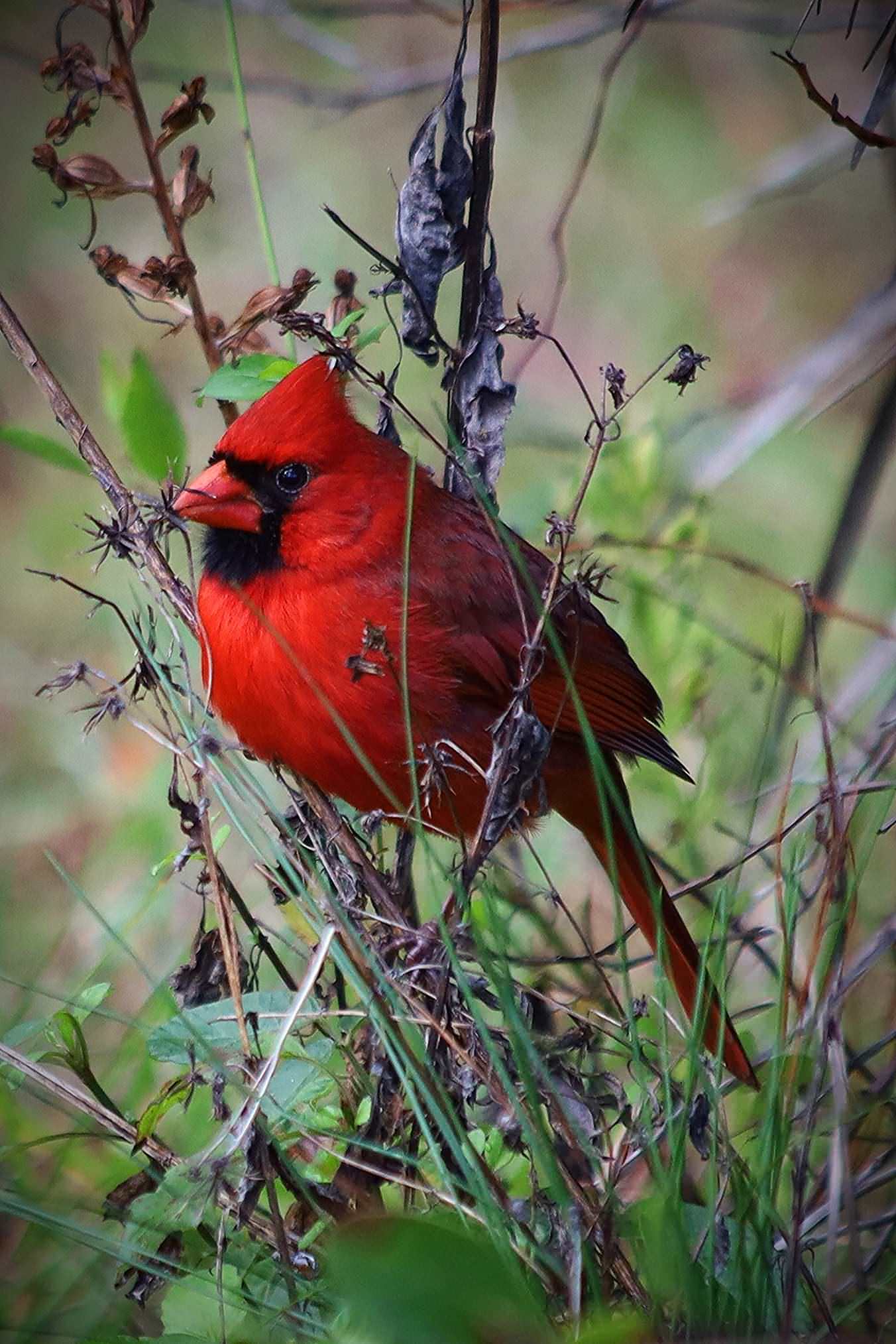 Cardinal