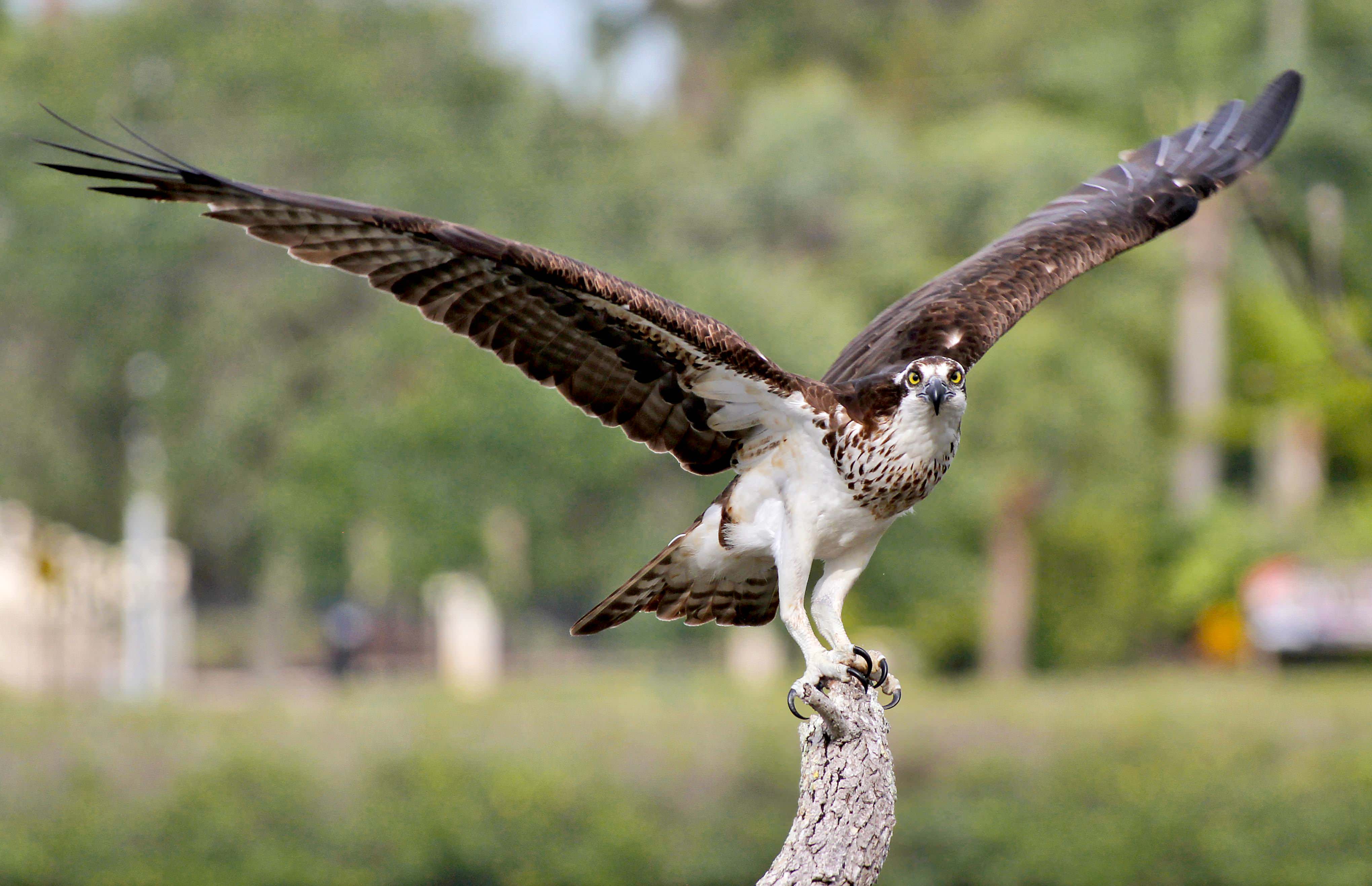 Osprey