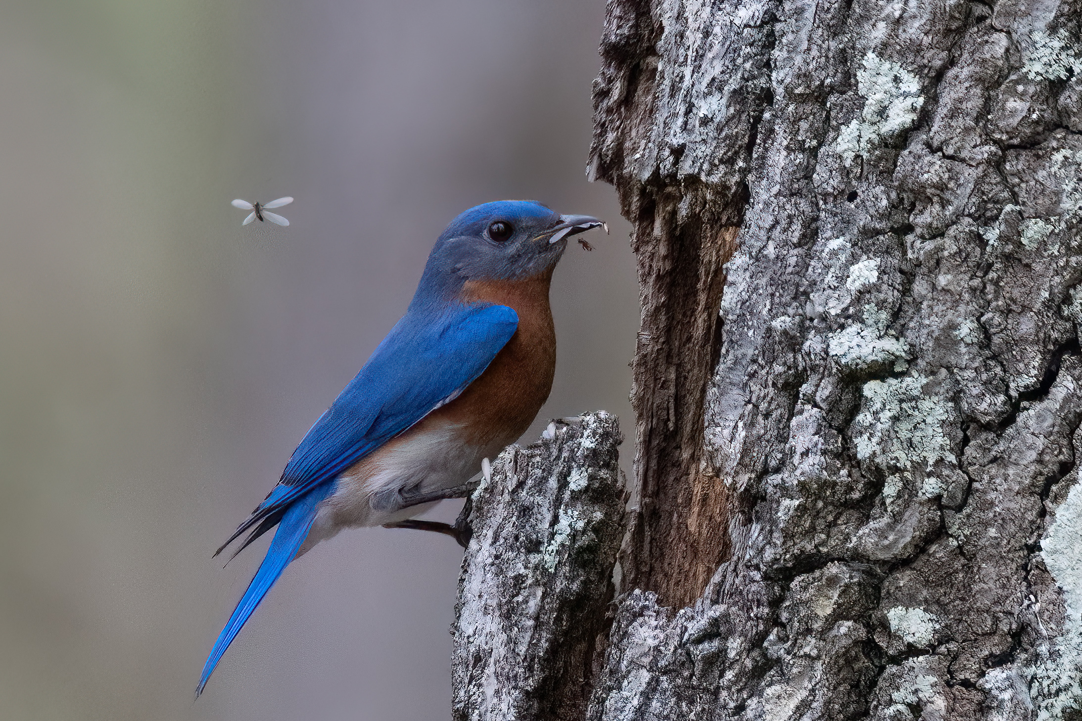 Bluebird