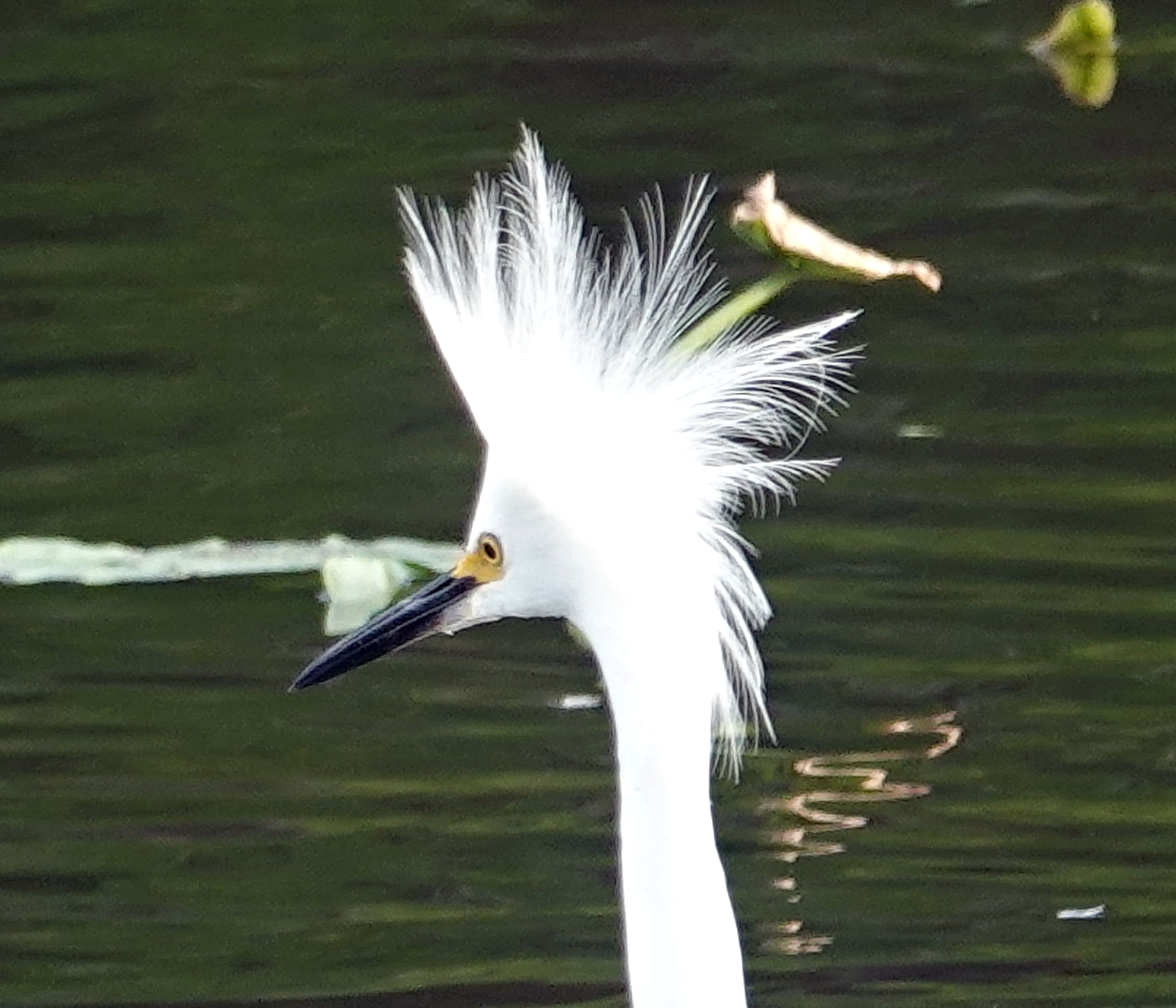 Snowy Egret