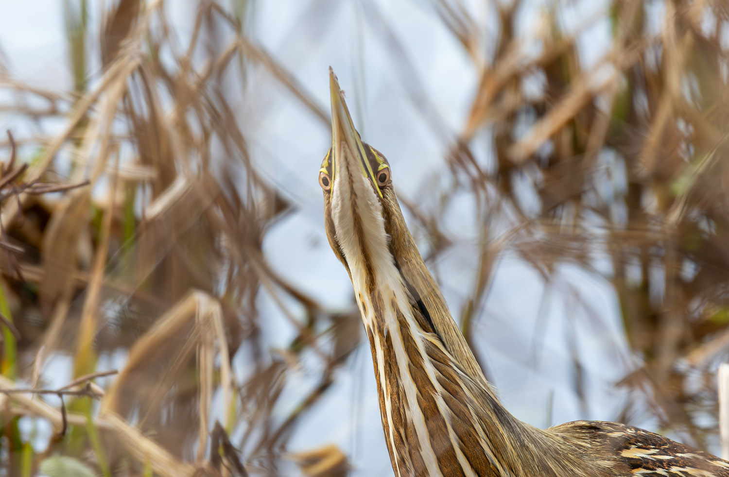 A Bittern