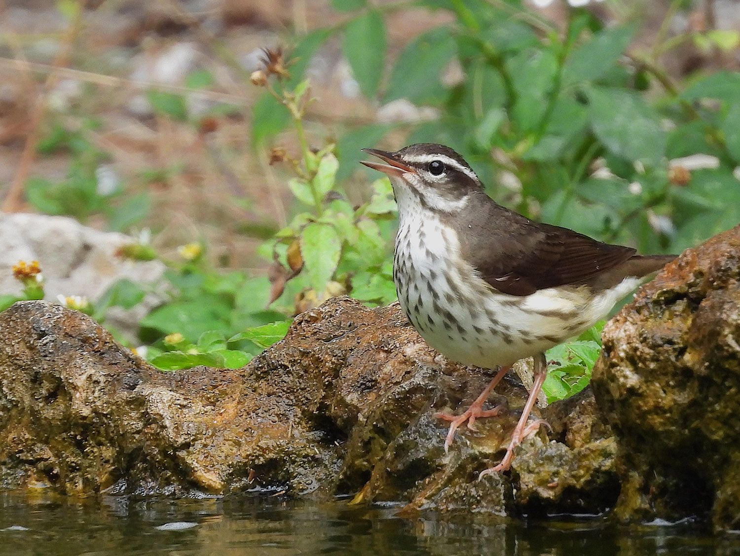 Waterthrush