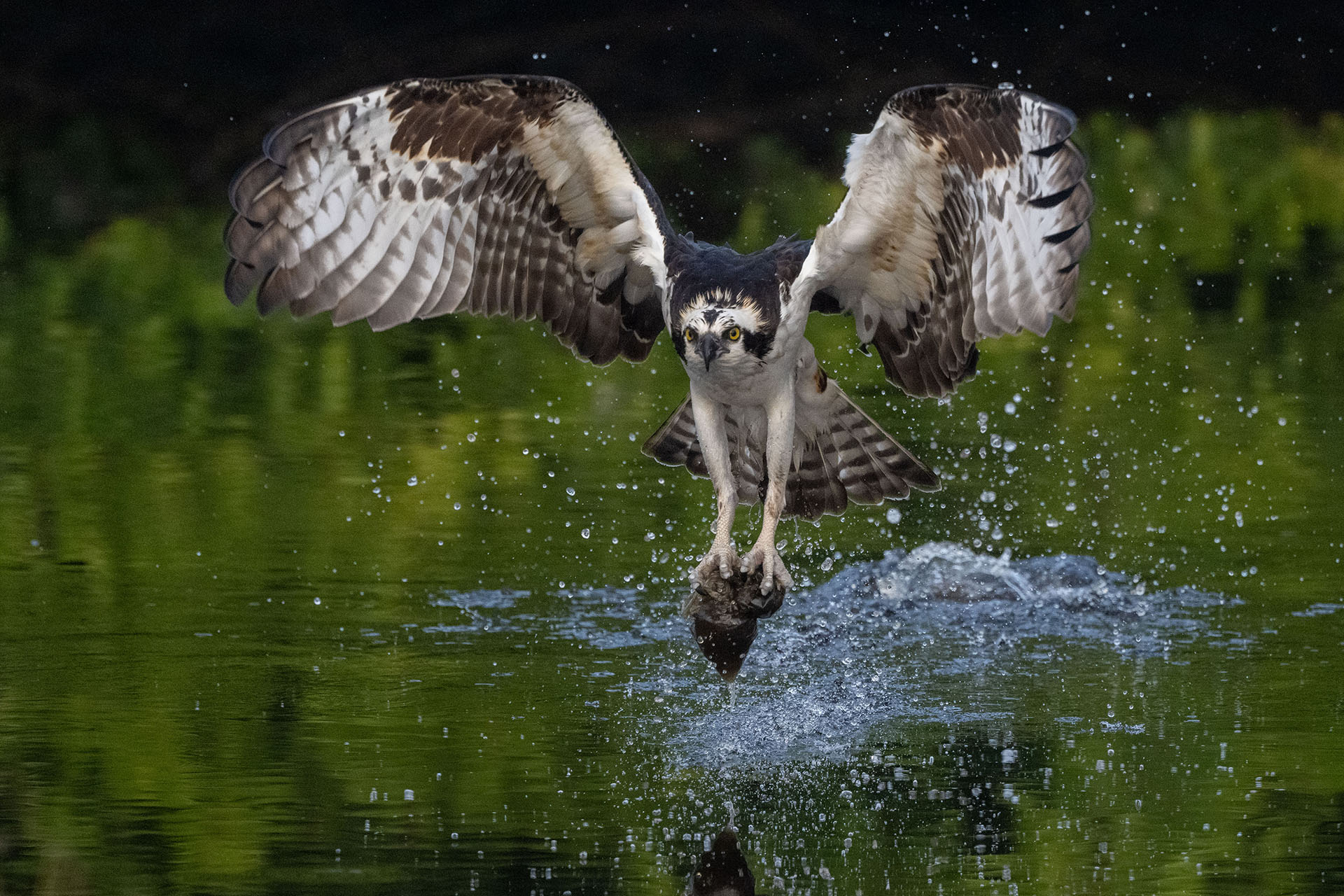 Osprey