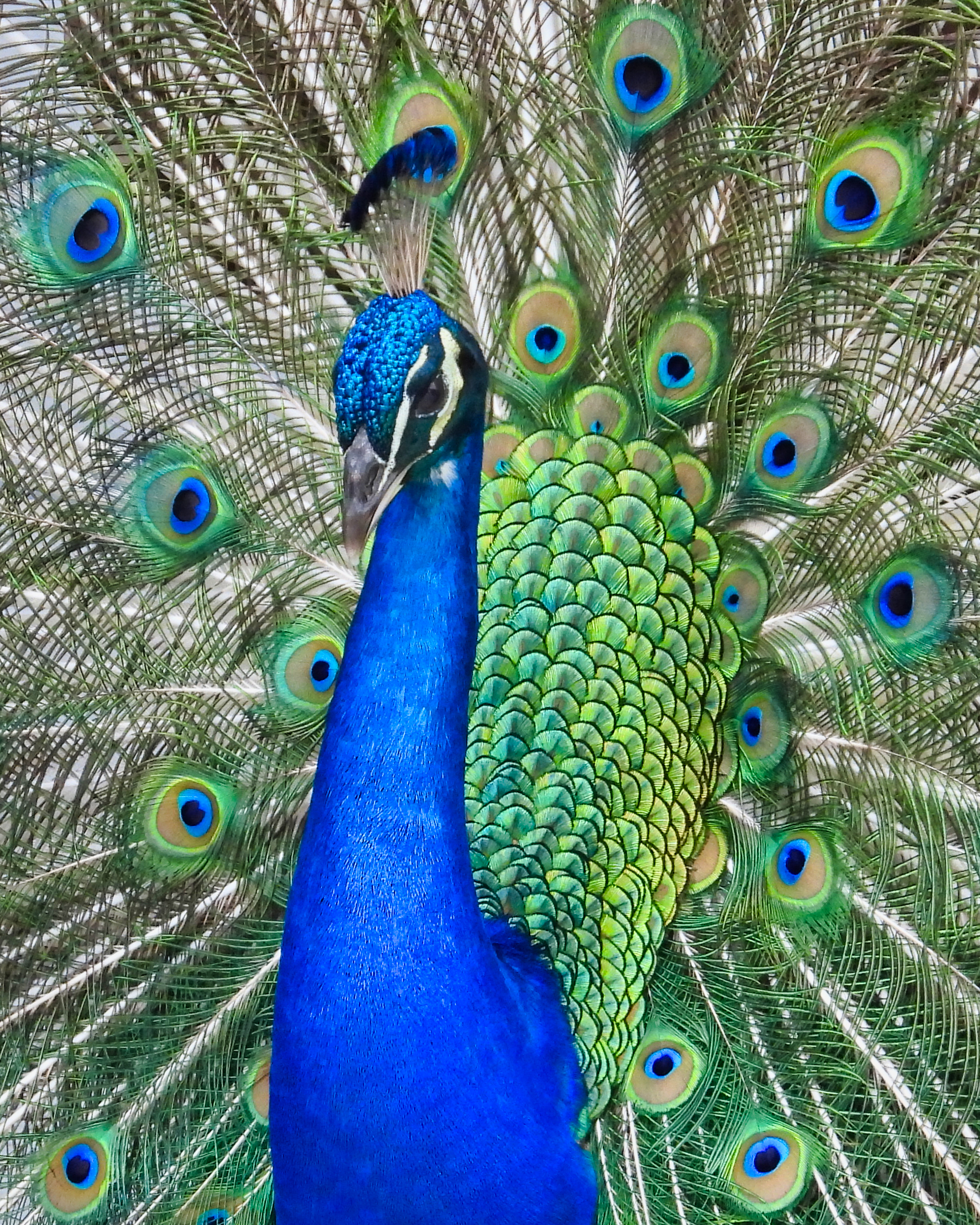 Peacock