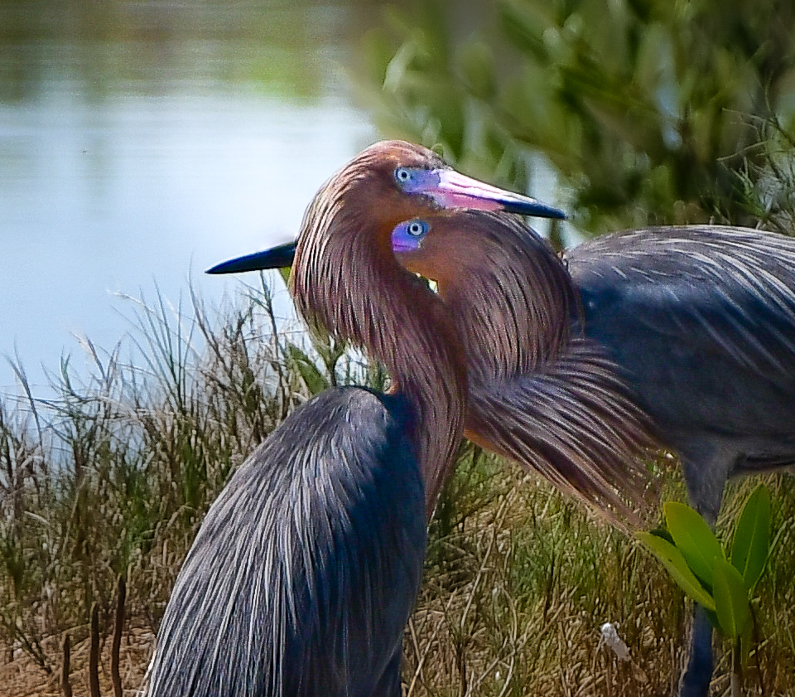 Reddish Egrets