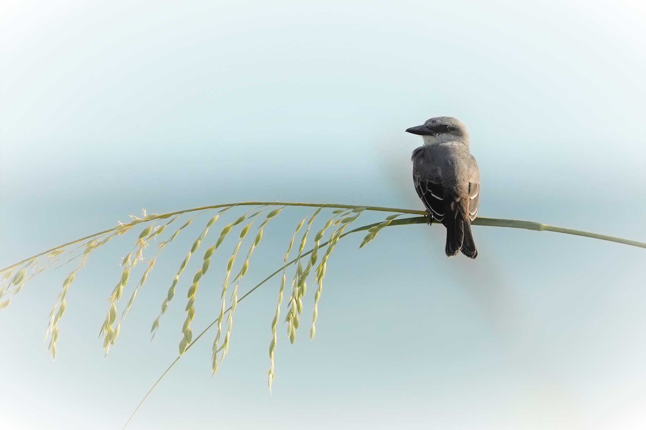 Shrike