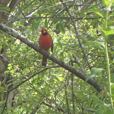 Cardinal