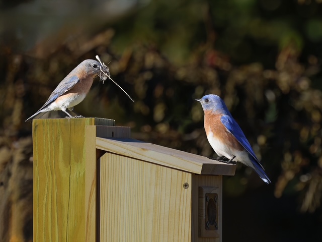 Bluebirds
