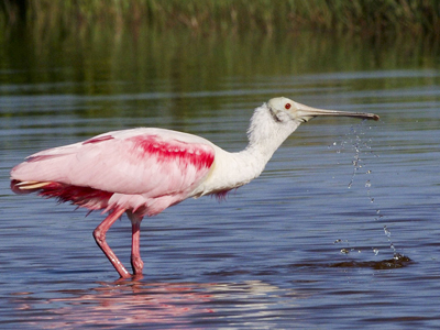 Roseate Spoonbill